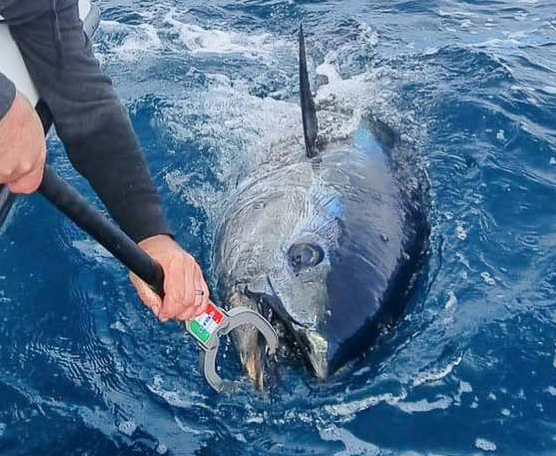 Big Catch Fishing Tackle - Netting Needle